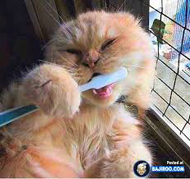 naturesdental dr olga isaeva cat-brushing