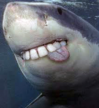 Shark smiling